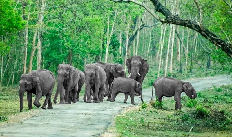 India's Assam State Reports Alarming Wildlife Crisis